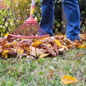 Professionelle Unterst tzung bei Gartenarbeiten